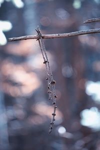 Close-up of frozen plant