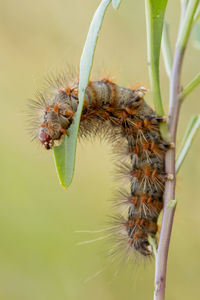 Close-up of insect on plant