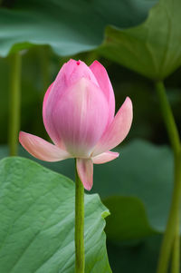 Close-up of pink water lily