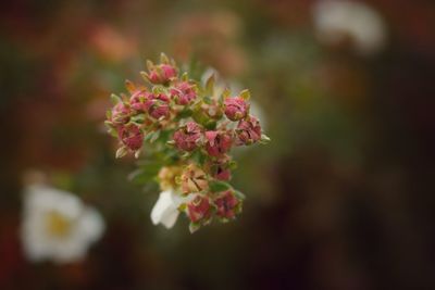 Close-up of pink flowering plant