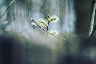 Close-up of white flowering plant