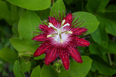 Close-up of red flower