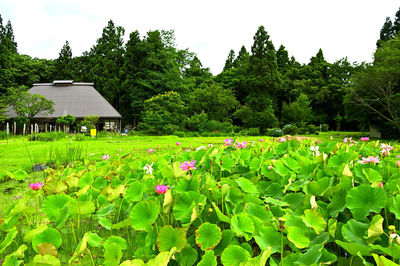 View of water lilies in lake