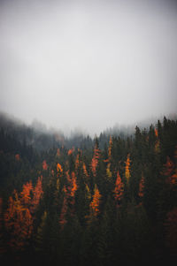 Scenic view of forest during autumn against sky