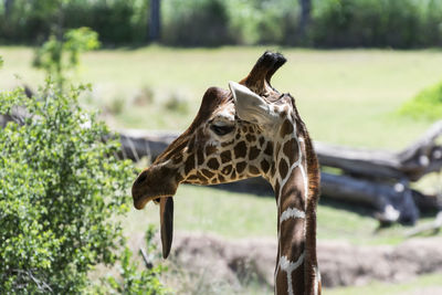 Close-up of giraffe