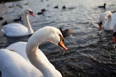 Swan floating on lake