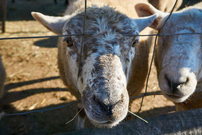 Close-up portrait of a horse