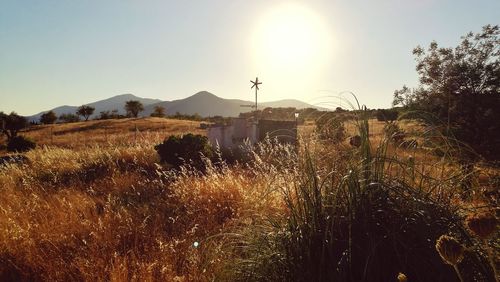 Sun shining through trees in park