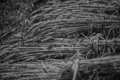 Close-up of grass