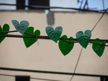 Close-up of leaves hanging on plant