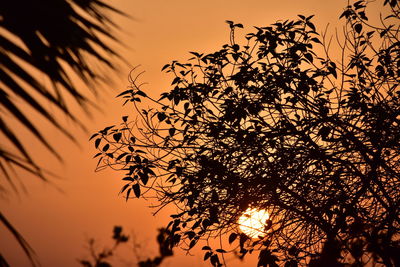 Low angle view of silhouette tree against orange sky