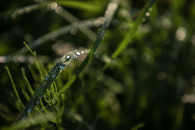 Close-up of water drops on plant