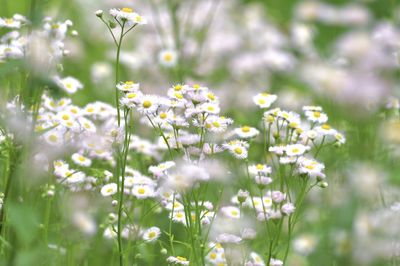 Close-up of flowering plant on field