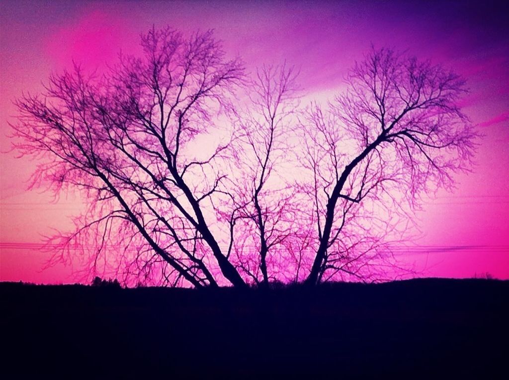 silhouette, bare tree, sunset, tree, tranquility, tranquil scene, beauty in nature, scenics, sky, branch, nature, landscape, dusk, idyllic, field, outdoors, no people, low angle view, non-urban scene, dark