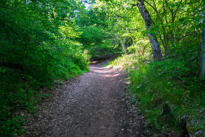 Road amidst trees in forest