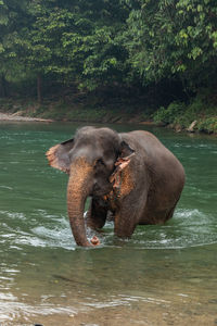 Elephant in a lake