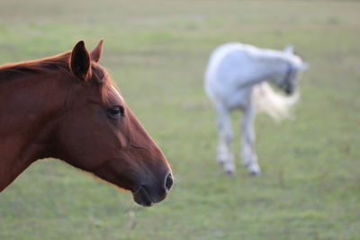 Close-up of horse on field