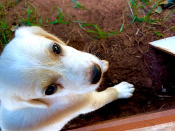 Close-up portrait of white dog