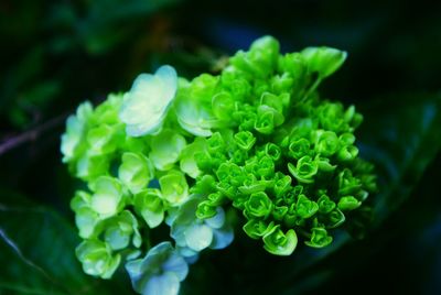 Close-up of plants against blurred background