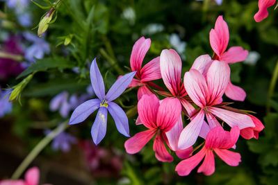 Close-up of flowers blooming outdoors