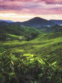 Scenic view of agricultural field against sky during sunset