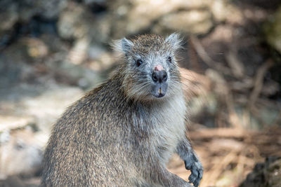 Close-up of an animal looking at the camera - cuban hutia