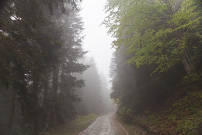 Empty road amidst trees against sky