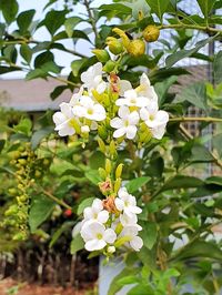 Close-up of white flowering plant