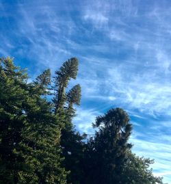 Low angle view of trees against sky