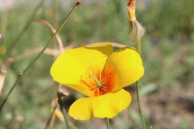 Close-up of yellow flowering plant