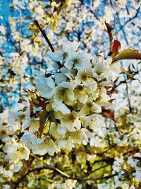 Low angle view of cherry blossom tree
