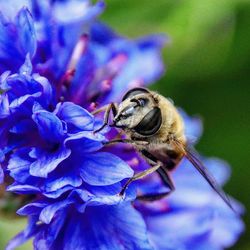 Close-up of honey bee on flower