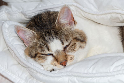 Cat sleeping on bed