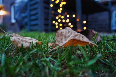 Close-up of autumn leaves on field