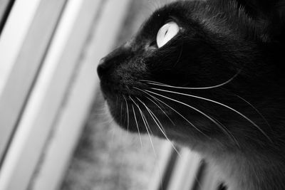 Close-up of a cat looking away