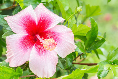 Close-up of pink flowering plant