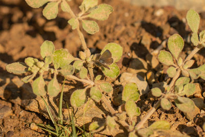 High angle view of leaves on field