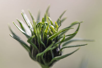 Close-up of plant against white background