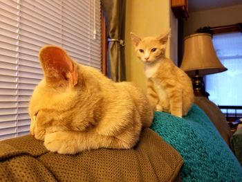 Close-up of cats resting