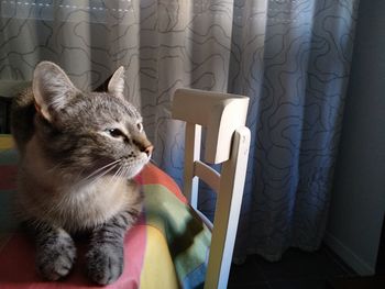 Cat sitting on sofa