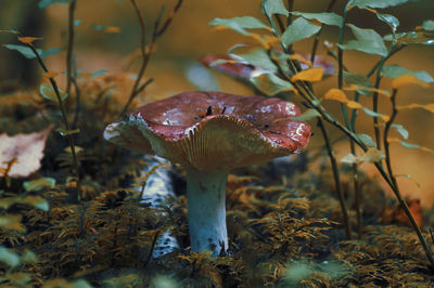 Close-up of mushroom on field