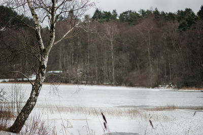 Bare trees on snow covered land