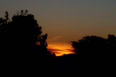 Silhouette trees against orange sky