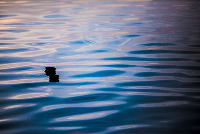 High angle view of duck swimming in lake