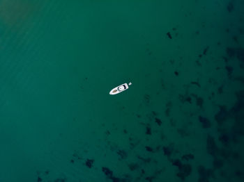 High angle view of fishes swimming in sea