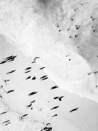 High angle view of frozen water on snow