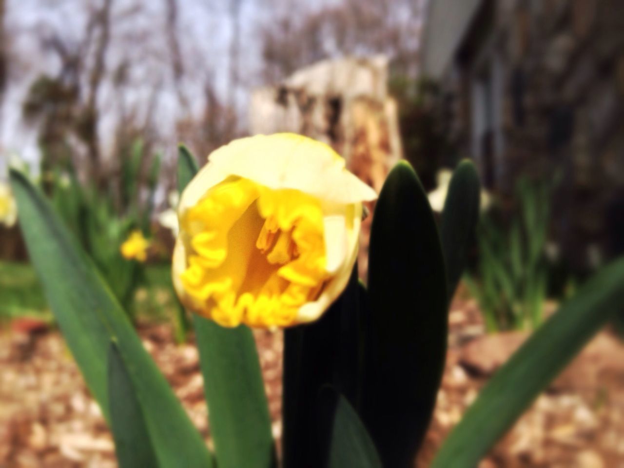 flower, petal, flower head, fragility, freshness, focus on foreground, yellow, growth, close-up, beauty in nature, single flower, blooming, nature, plant, field, outdoors, day, in bloom, tulip, park - man made space