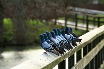 Close-up of bird perching on pier