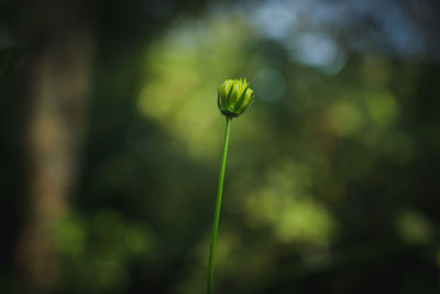 Close-up of flowering plant