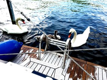 High angle view of swans on lake